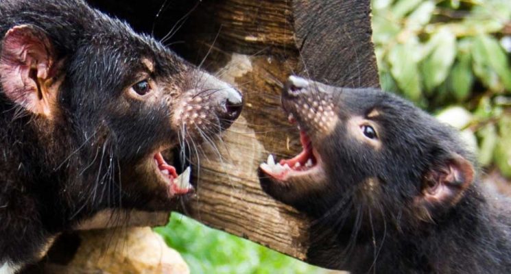 Tasmanian Wildlife Gallery - Tasmanian Devils