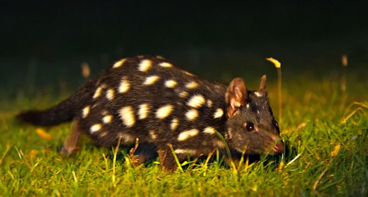 Tasmanian Wildlife Gallery - black eastern quoll