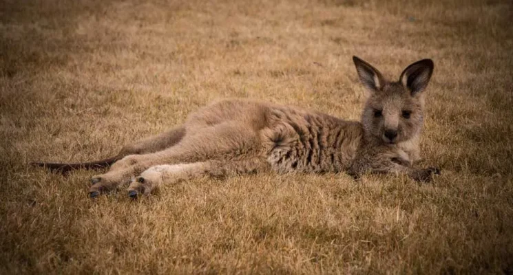 Tasmanian Wildlife Gallery - Quoll Patrol forester kangaroo joey