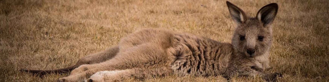 Forester Kangaroo - Tours in Tasmania