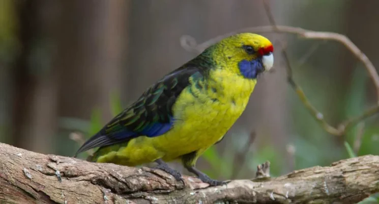 northern Tasmania birding tours - green rosella