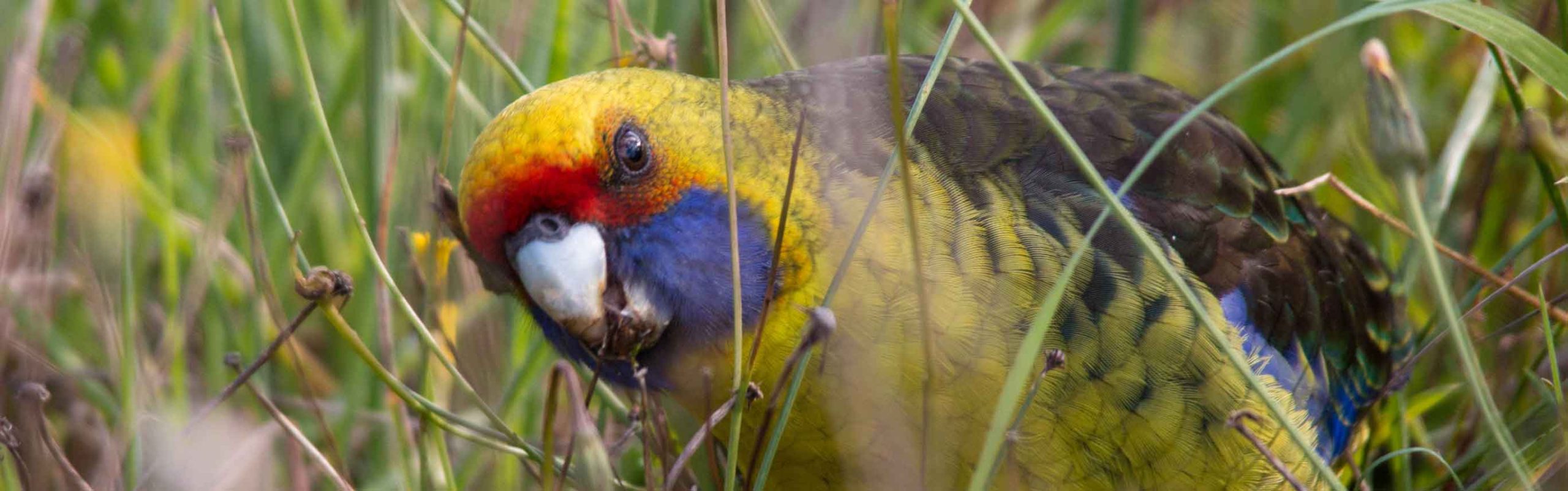 What to see in Tasmania - Tasmanian Endemic Birds - Green Rosella