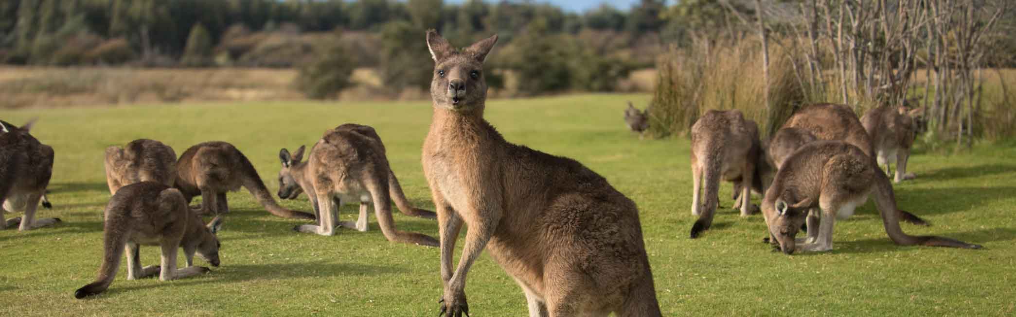 Best Tour in Tasmania- Forester Kangaroos - Coco the Roo