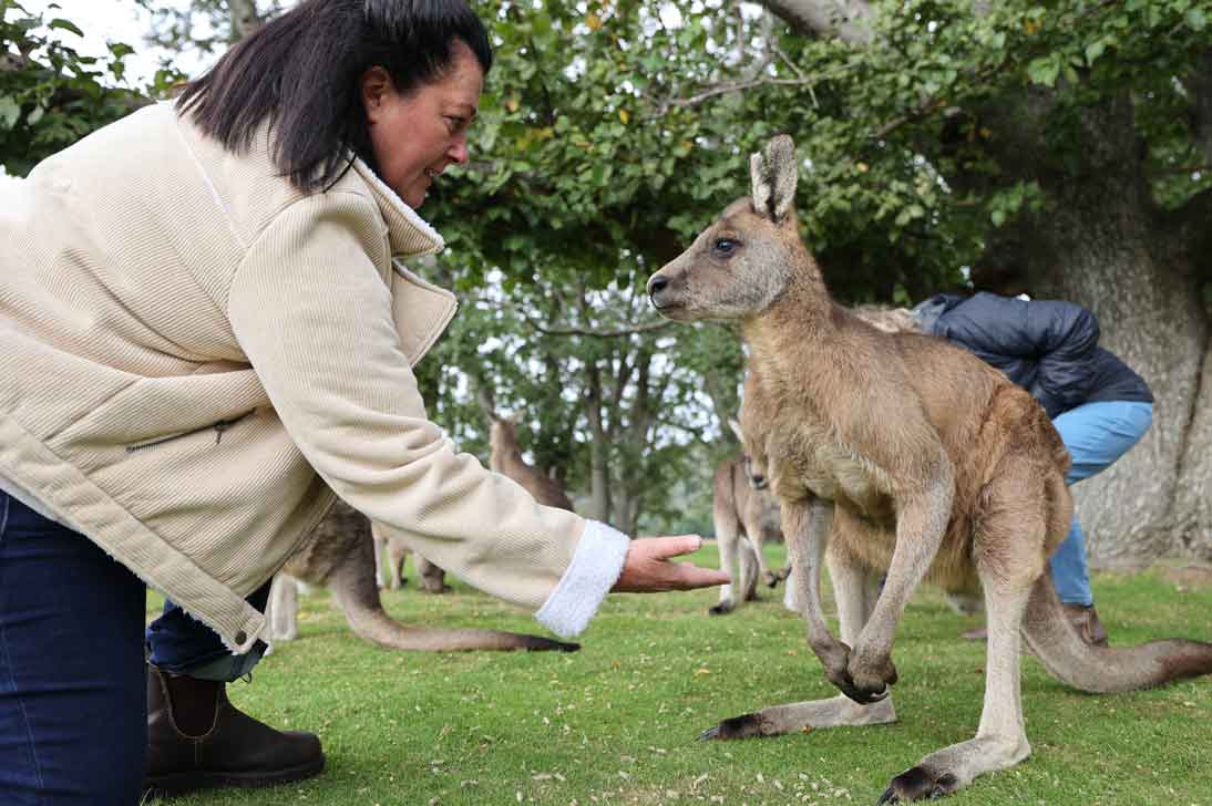 Tasmania Animal Experience - Kangaroos on tour with Pepper Bush Adventures - Forester Kangaroos - Rip the Roo