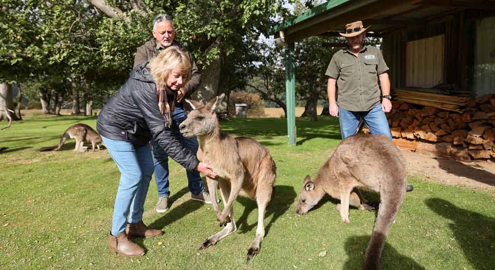Tasmania Animal Experience - Kangaroos on tour with Pepper Bush Adventures - Forester Kangaroos