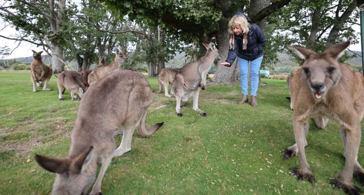 Tasmanian Wildlife Gallery - Meeting the Forester kangaroos