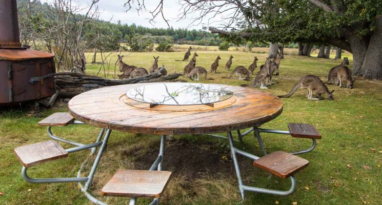 Tasmanian Wildlife Gallery - outdoor table with forester kangaroos