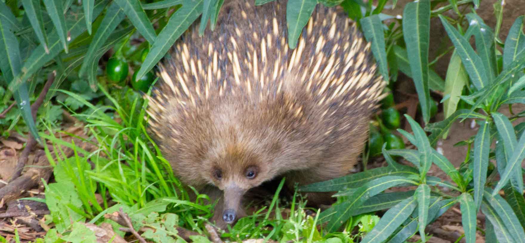 short beaked echidna