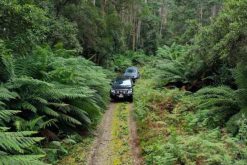 2 tour vehicles driving through a forest drive on a Waterfalls & Rainforest tour with Pepper Bush Adventures