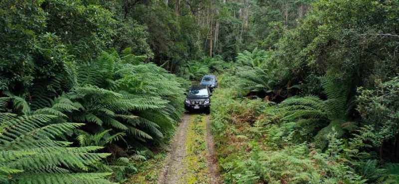 2 tour vehicles driving through a forest drive on a Waterfalls & Rainforest tour with Pepper Bush Adventures