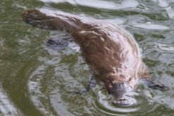 platypus swimming