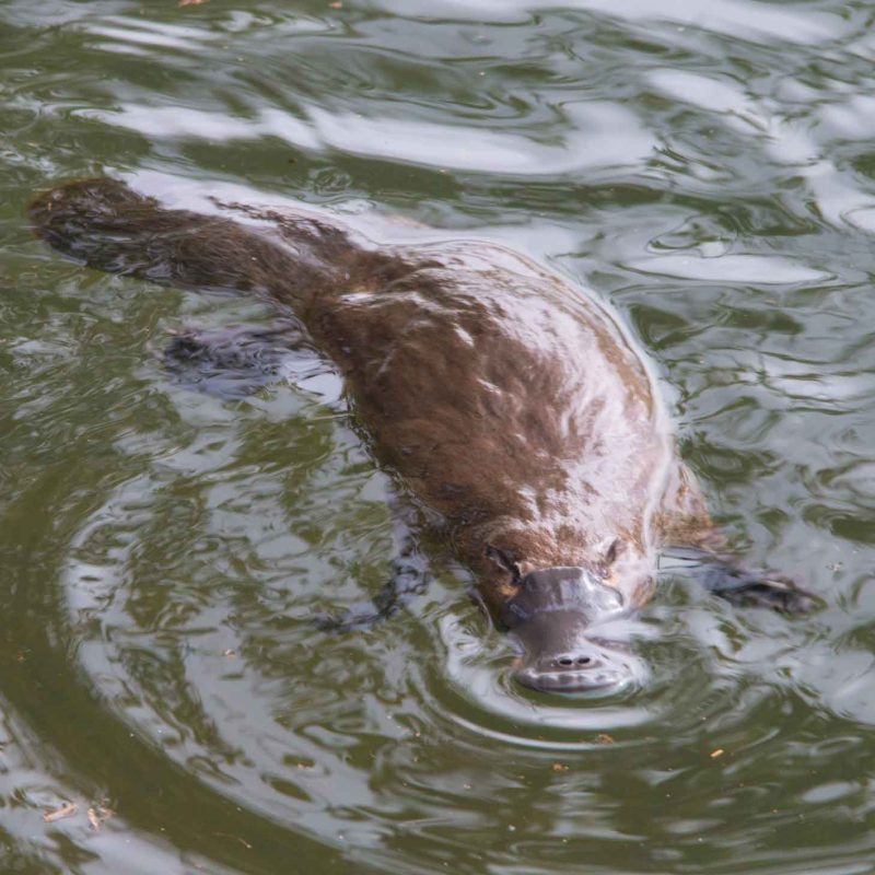 Tasmanian platypus wildlife tour - Pepper Bush Adventures