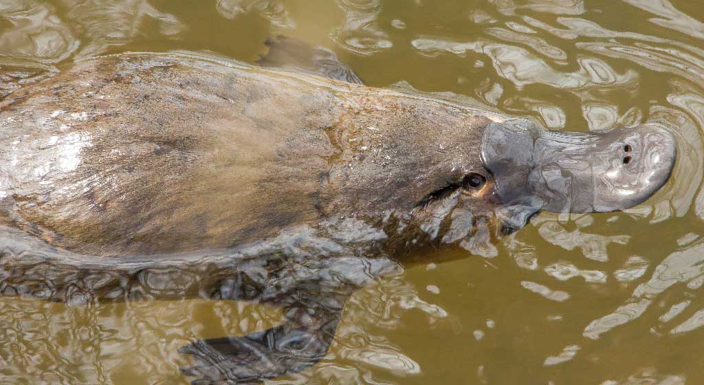 Tasmanian platypus wildlife tour - Pepper Bush Adventures