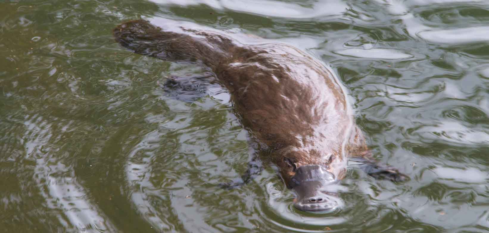 platypus swimming
