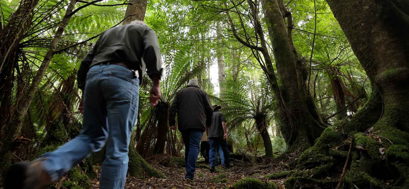 people walking into the northeast Tasmanian forests on a Waterfalls & Rainforest tour with Pepper Bush Adventures