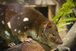 spotted tailed quoll