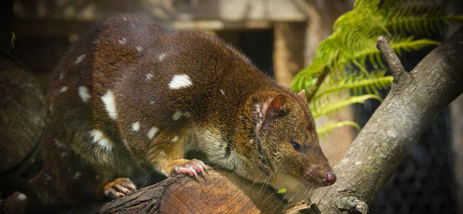 spotted tailed quoll