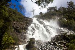St Columba Falls - water flowing over the falls - Waterfalls in Tasmania - Pepper Bush Adventures - wildlife and rainforest tour