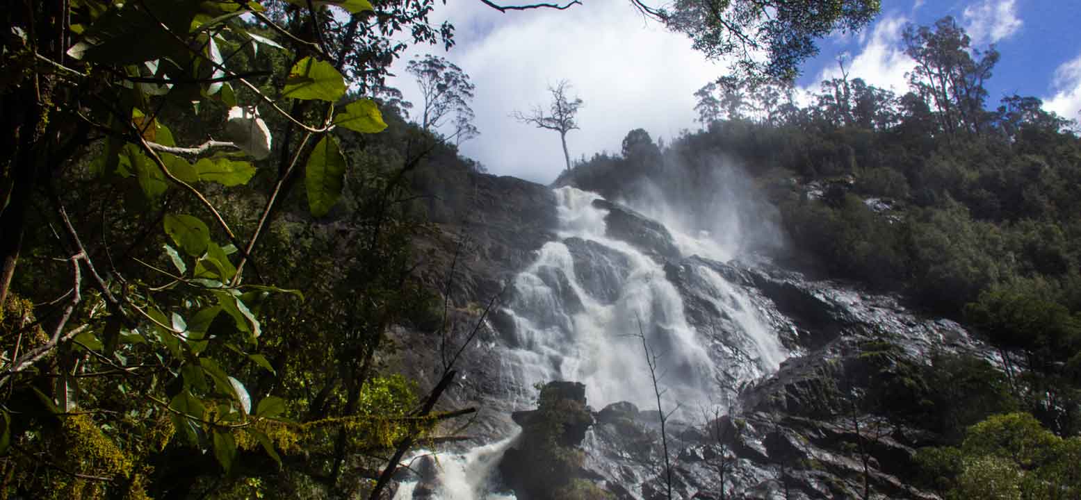Water flowing over St Columba Falls on a Waterfalls & Rainforest day trip