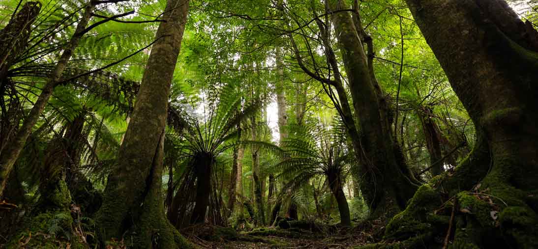 See tree ferns when visiting the wonderful forests on a Waterfalls & Rainforest day trip with Pepper Bush Adventures - wildlife and rainforest tour