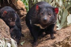 Tasmanian devil mum and young