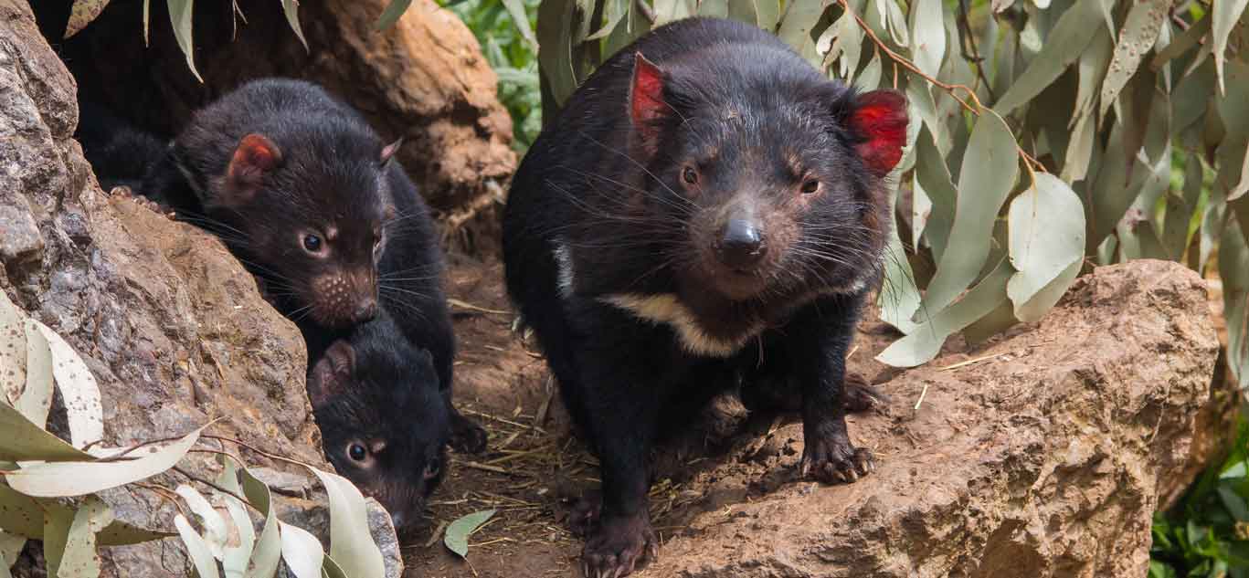 Tasmanian devil mum and young