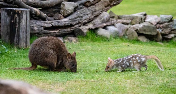 Tasmanian Wildlife Gallery - Tasmanian pademelon with eastern quoll