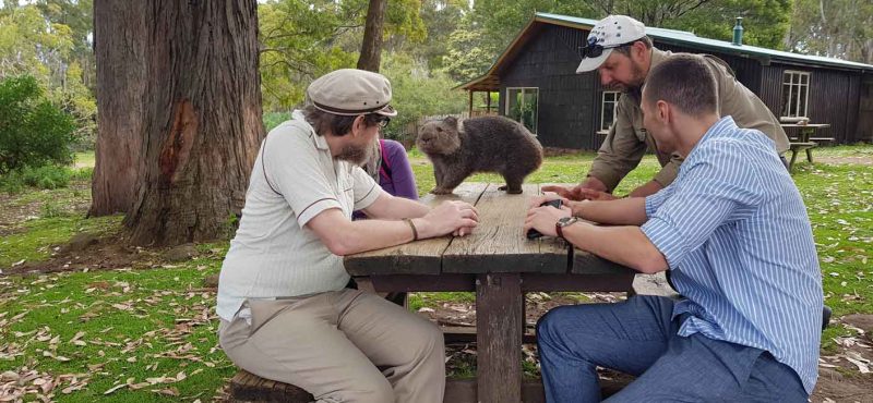 Visitors to Trowunna looking at wombat on outside table