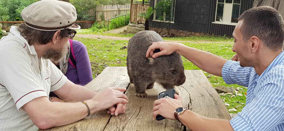 Wombat at Trowunna