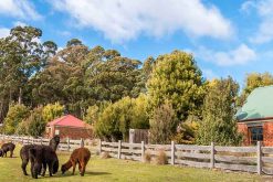 Tasmania tours - with Tin Dragon Tail Cottages with alpacas grazing out front
