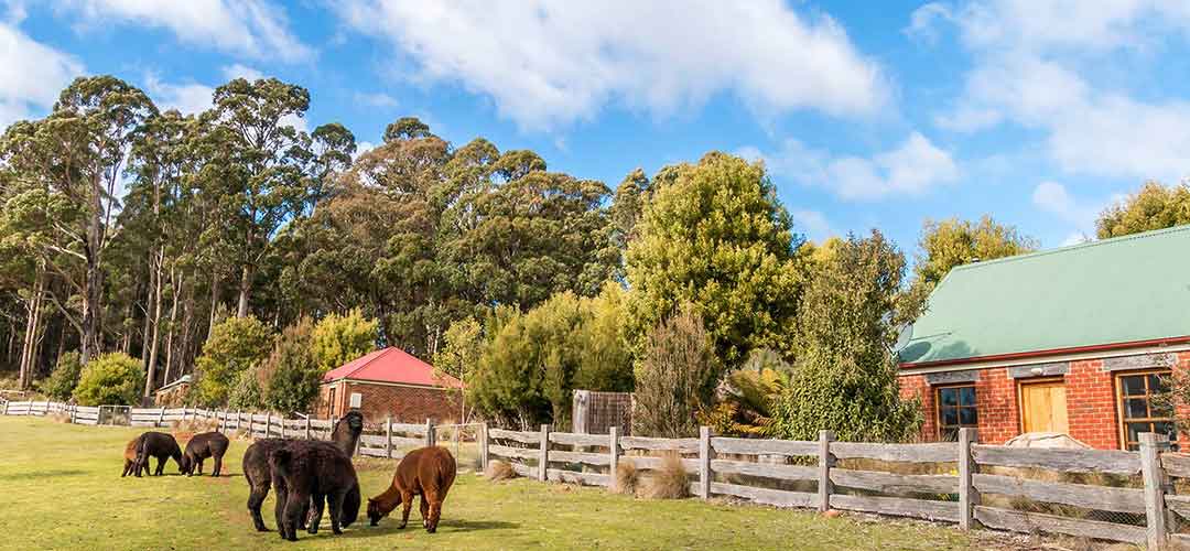 Tasmania tours - with Tin Dragon Tail Cottages with alpacas grazing out front