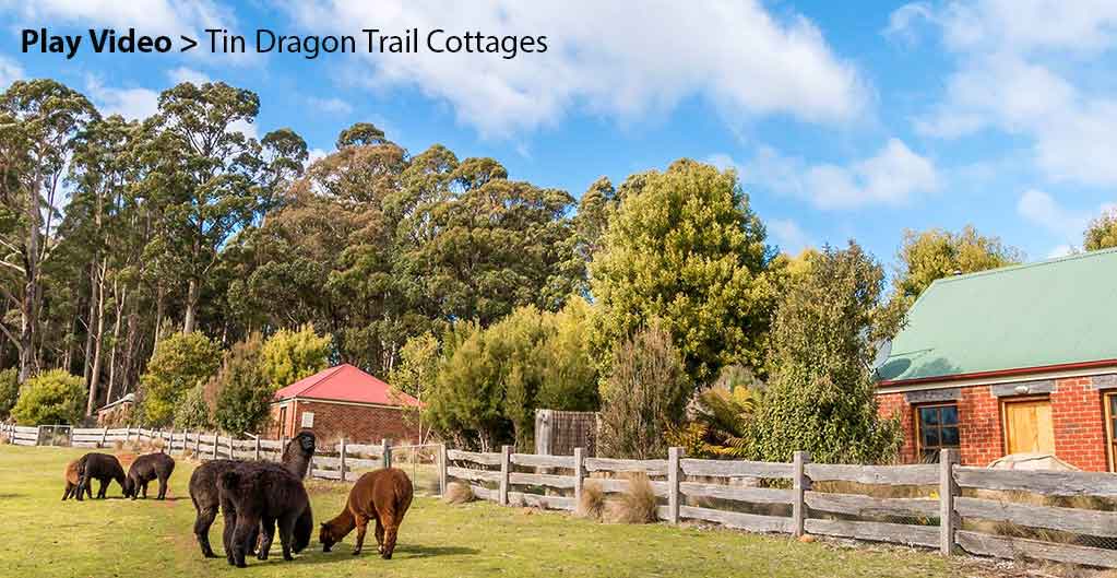 Alpacas in front on farm stay cottages