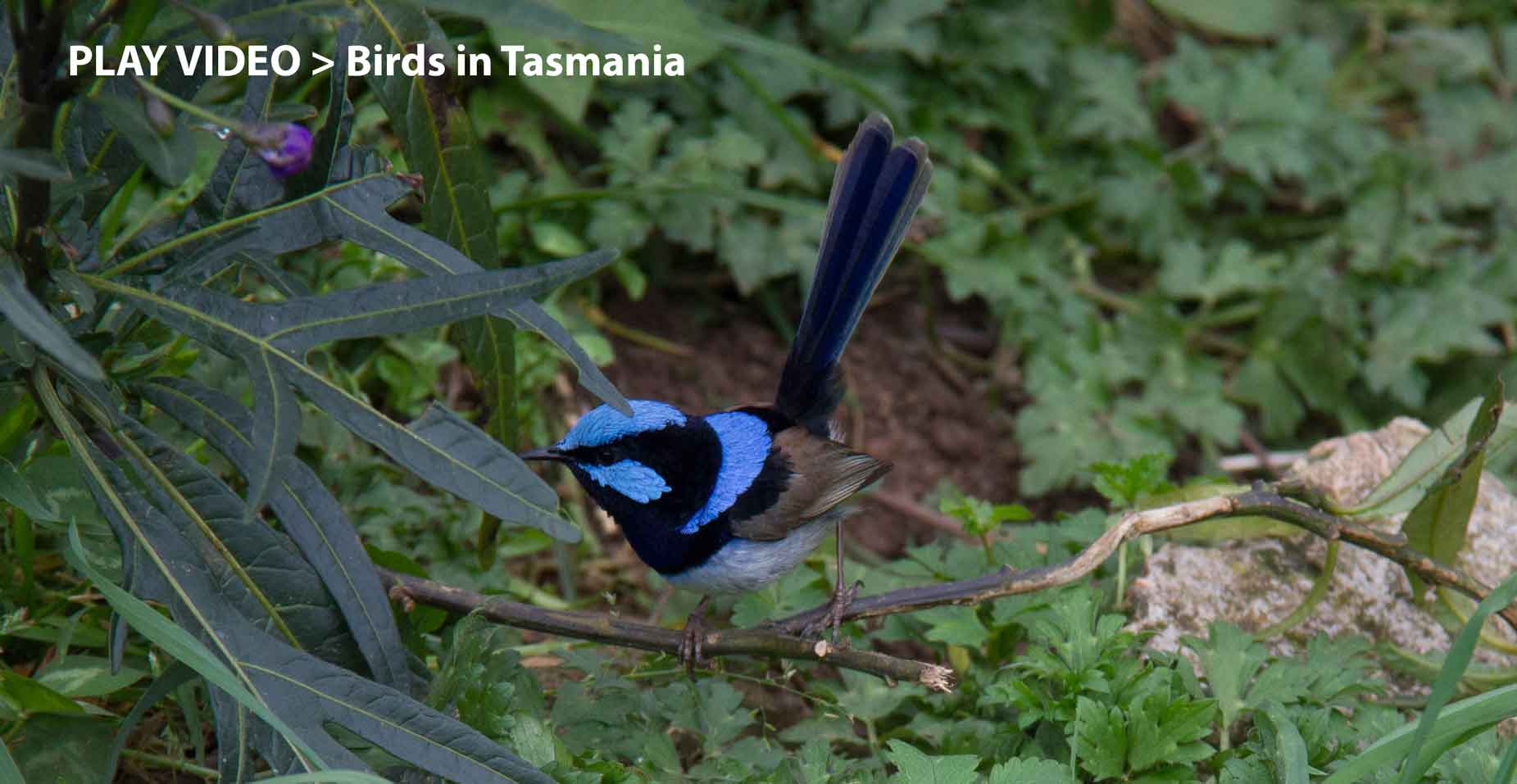 Tasmanian Bird and Wildlife Safari with Pepper Bush Adventures - Birding Tour - superb fairy wren