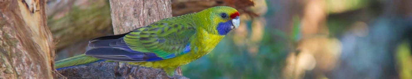 Tours in Tasmania - Green Rosella - Tasmanian Endemic Bird - Tasmanian bird tour