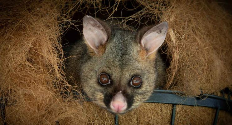 Tasmanian Wildlife Gallery - brush-tail possum in basket