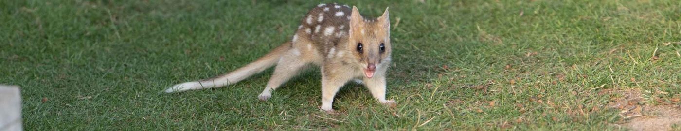 Eastern Quoll
