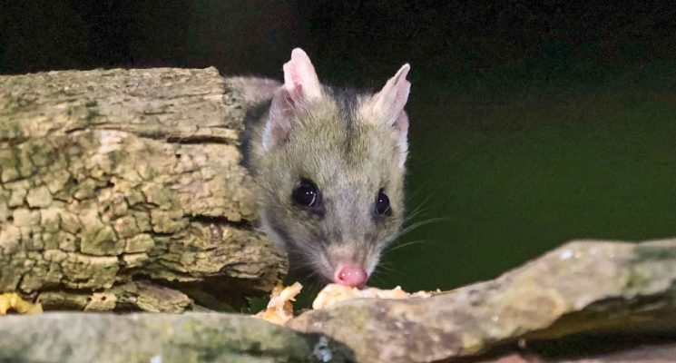 Tasmanian Wildlife Gallery - Eastern Quoll peeking