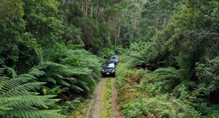driving through the forests