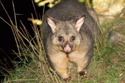 a brush tail possum on a nocturnal wildlife tour