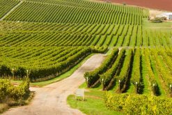 Vineyards in the Pipers Brook region