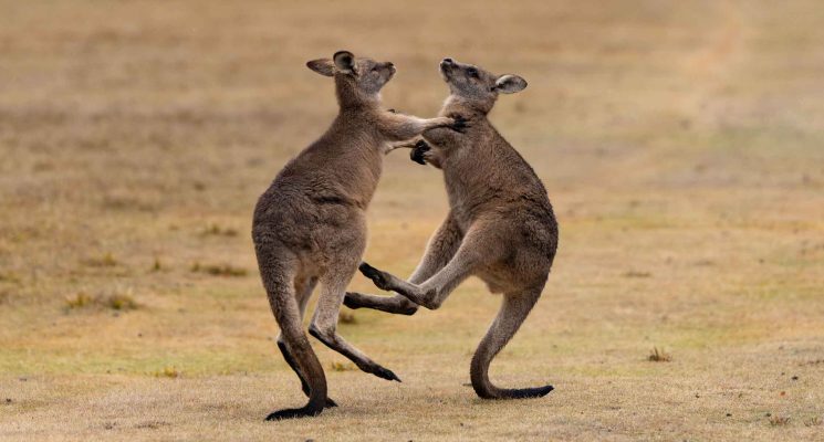 Tasmanian Wildlife Gallery - juvenile kangaroos playing