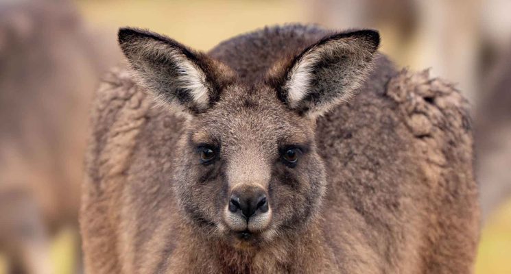 Tasmanian Wildlife Gallery - Forester kangaroo face