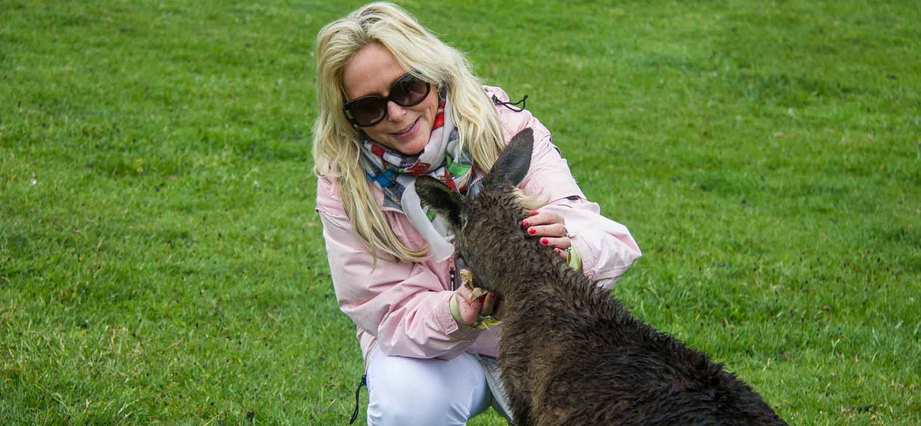 Feeding forester kangaroos - lady petting kangaroo