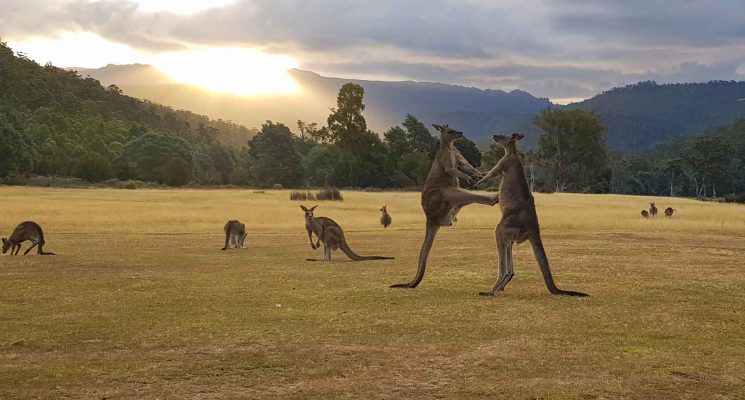 Tasmanian Wildlife Gallery - sun setting before mountain and kangaroos sparring