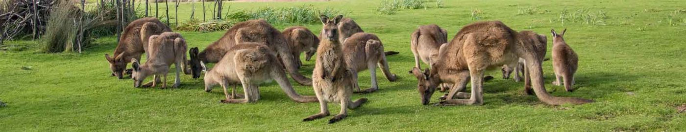 kangaroo mob grazing with juvenile looking forward