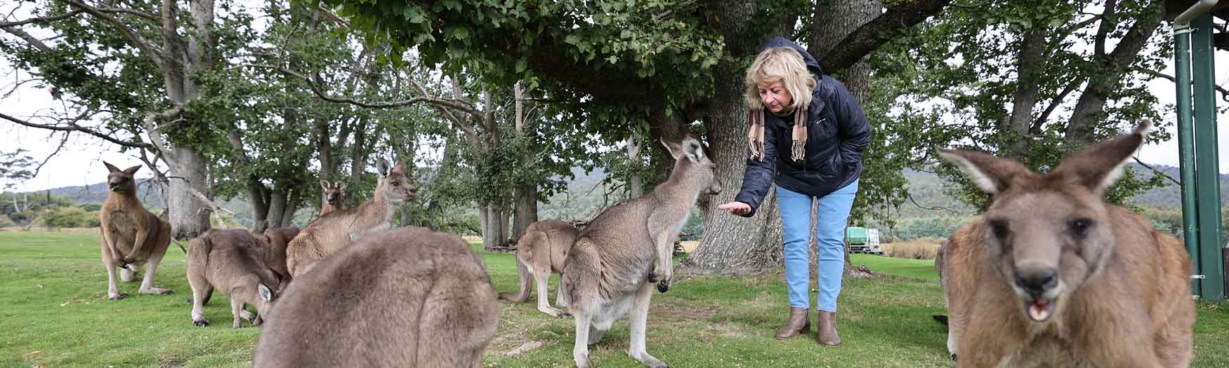 Tasmania Nature Tours - lady feeding the kangaroos
