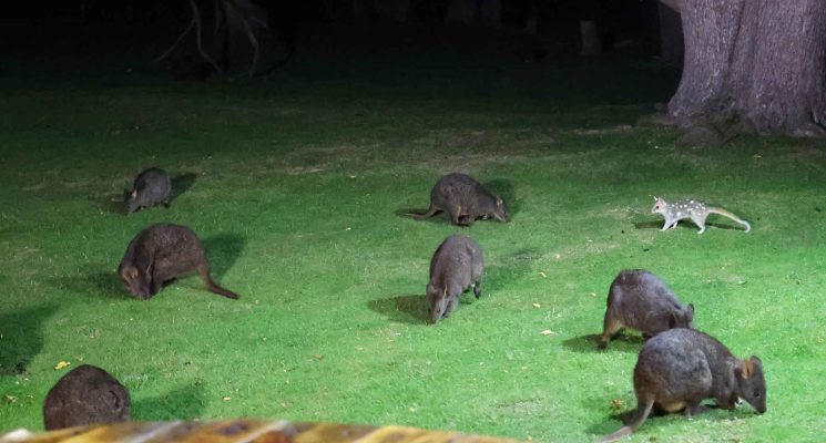 Tasmanian Wildlife Gallery - pademelons and eastern quoll feeding
