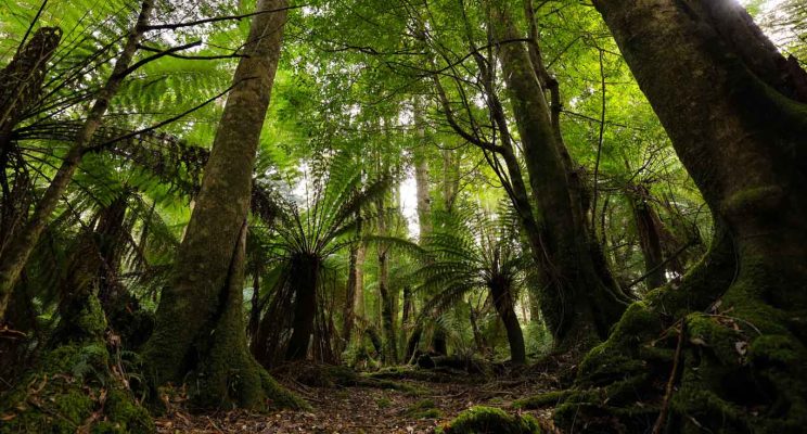 giant trees ferns in the northeast Tasma ia forests