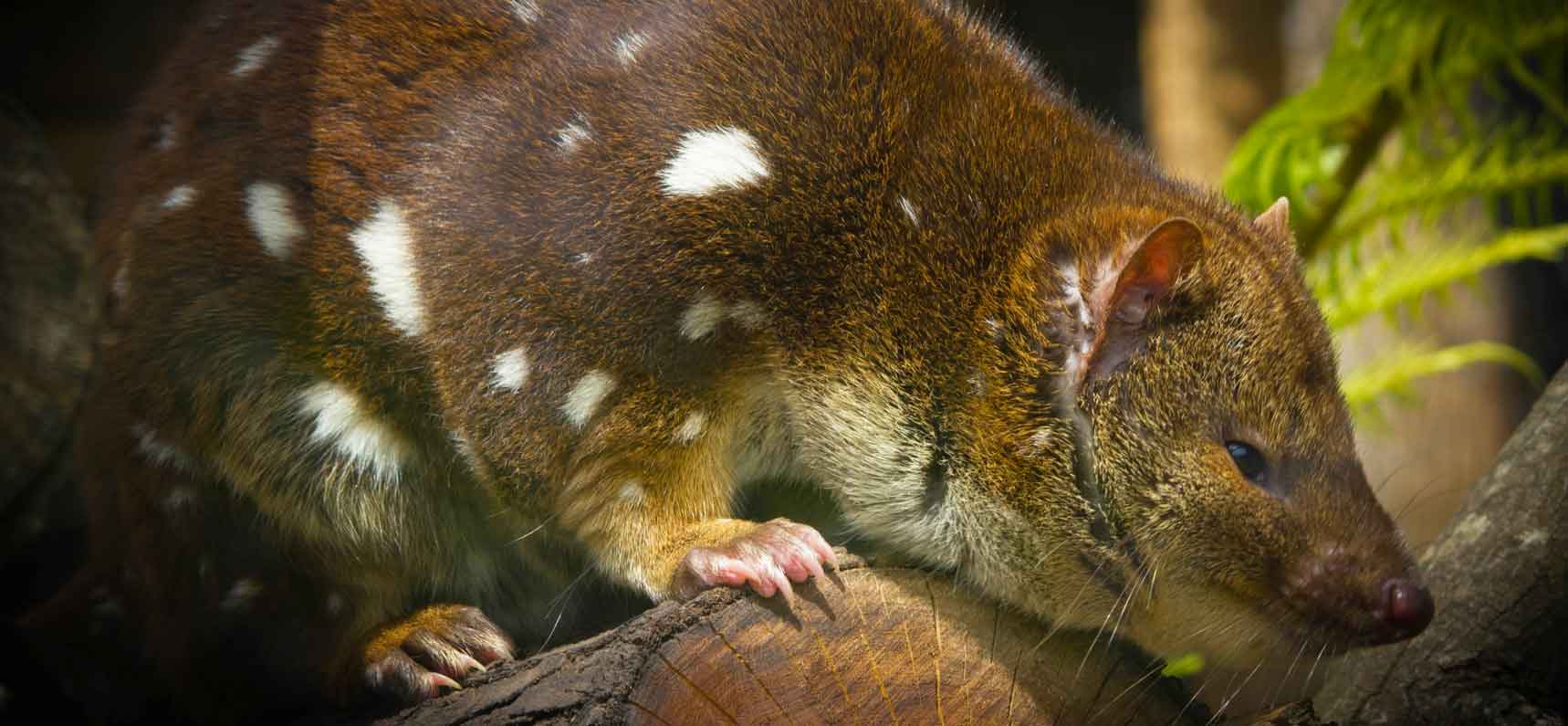 Spotted Tail Quoll in Tasmania