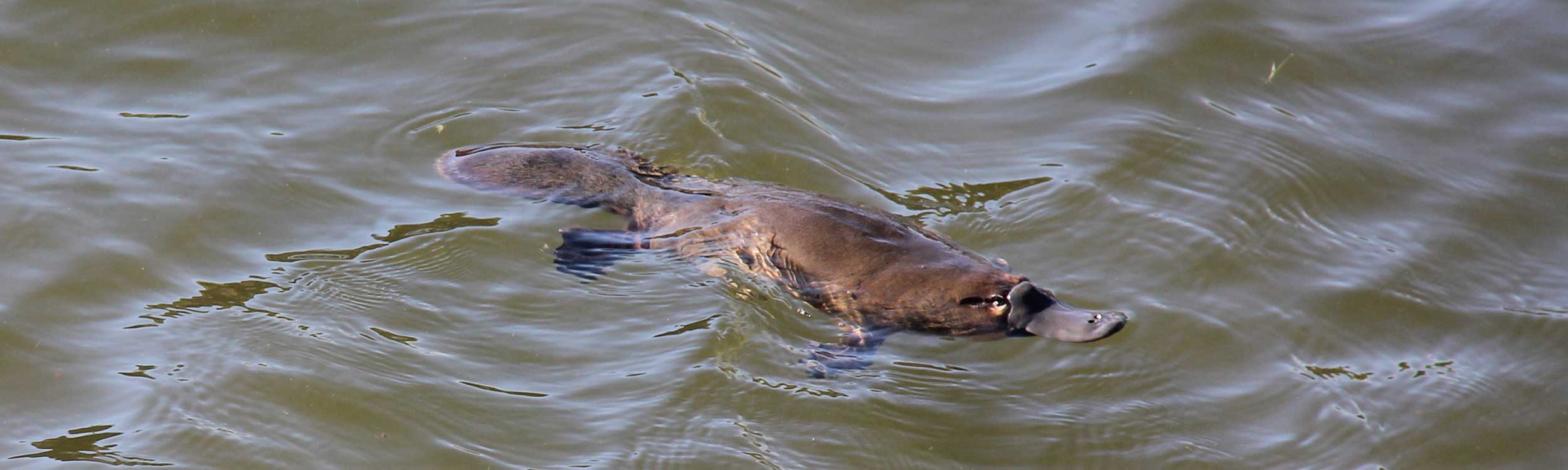 Tasmanian Nature Tours - platypus swimming